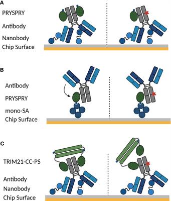 TRIM21 and Fc-engineered antibodies: decoding its complex antibody binding mode with implications for viral neutralization